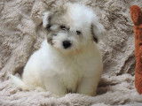 Des chiots Coton de Tuléar disponibles à la vente