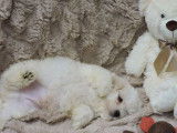 Des chiots Coton de Tuléar disponibles à la vente
