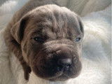 4 chiots Cane Corso LOF mâles disponibles à l’achat