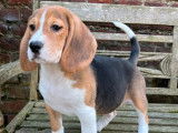 Un chiot femelle Beagle LOF tricolore à vendre