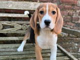 Un chiot femelle Beagle LOF tricolore à vendre