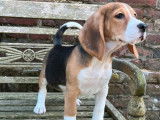 Un chiot femelle Beagle LOF tricolore à vendre