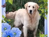 À vendre un chien Golden Retriever de 2 ans LOF