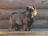 Chiots Eurasier LOF à vendre