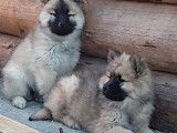 Chiots Eurasier LOF à vendre