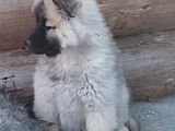 Chiots Eurasier LOF à vendre