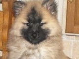 Chiots Eurasier LOF à vendre