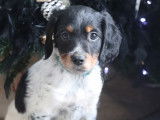 Epagneul breton tricolore à vendre