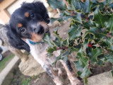 Epagneul breton tricolore à vendre