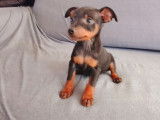 Chiots Pinscher Nain &agrave; vendre