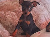 Chiots Pinscher Nain &agrave; vendre
