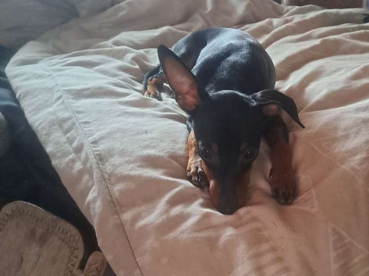 Vincent 4 mois disponible