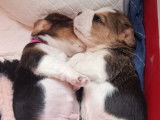 Chiots Beagle &agrave; vendre