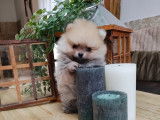 Spitz pomeranian #LeRoyaumedeNohee