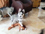 Chiots Pomsky F4 à vendre