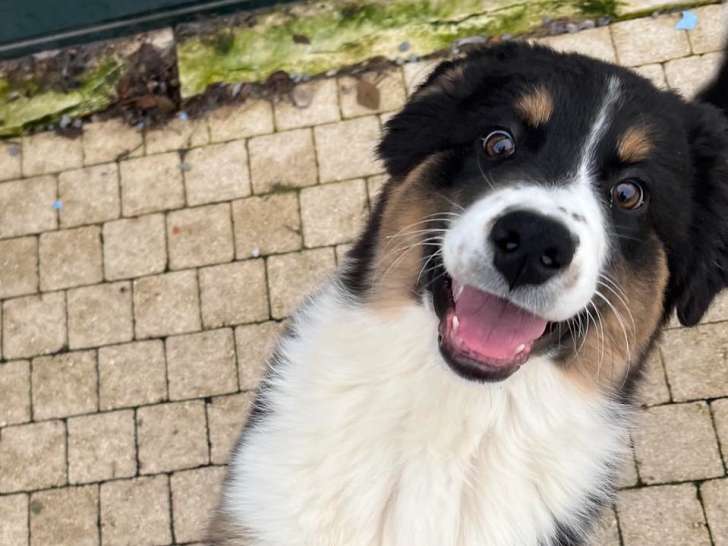 Chiot Berger Australien noir tricolore à vendre