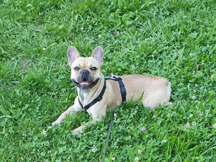 Tyo, mâle Bouledogue Français disponible pour saillie