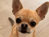 Mâle Chihuahua LOF disponible pour saillie