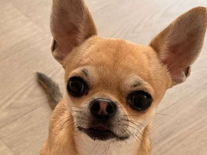 Mâle Chihuahua LOF disponible pour saillie