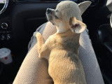 Mâle Chihuahua LOF disponible pour saillie