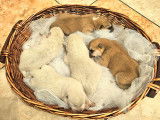 Chiots Akita Inu LOF &agrave; vendre