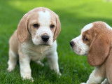 2 chiots Beagles mâles lemon LOF à vendre