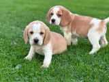 2 chiots Beagles mâles lemon LOF à vendre