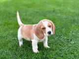2 chiots Beagles mâles lemon LOF à vendre