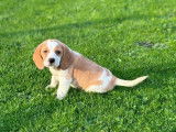 2 chiots Beagles mâles lemon LOF à vendre