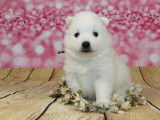 3 chiots femelles Spitz Japonais blancs LOF à réserver