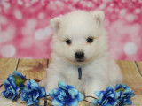 3 chiots femelles Spitz Japonais blancs LOF à réserver