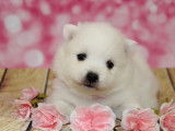 3 chiots femelles Spitz Japonais blancs LOF à réserver