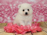 3 chiots femelles Spitz Japonais blancs LOF à réserver