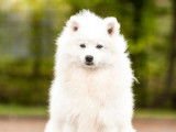 3 chiots femelles Spitz Japonais blancs LOF à réserver