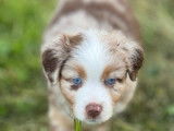 8 chiots Bergers Australiens LOF disponibles à la réservation