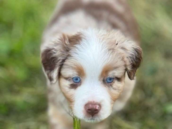 8 chiots Bergers Australiens LOF disponibles à la réservation