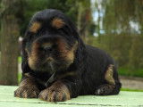À réserver 1 chiot Cocker Anglais mâle noir et feu LOF