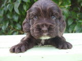 Disponibles à la réservation 2 chiots mâles Cockers Anglais LOF