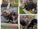 Chiots Lhassa Apso LOF à vendre
