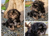 Chiots Lhassa Apso LOF à vendre