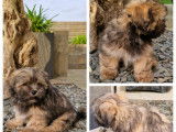 Chiots Lhassa Apso LOF à vendre
