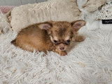 2 chiots Chihuahuas femelles LOF disponibles à la réservation