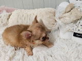 2 chiots Chihuahuas femelles LOF disponibles à la réservation