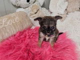 2 chiots Chihuahuas femelles LOF disponibles à la réservation