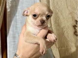 2 chiots Chihuahuas femelles disponibles à la réservation (LOF)