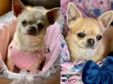 2 chiots Chihuahuas femelles disponibles à la réservation (LOF)