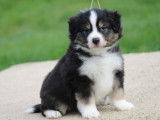 2 chiots mâles Bergers Américains Miniatures LOF tricolores disponibles à la vente