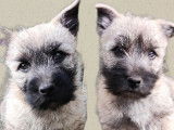 À vendre 2 chiots mâles Cairn Terriers LOF