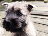 À vendre 2 chiots mâles Cairn Terriers LOF