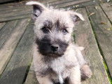 À vendre 2 chiots mâles Cairn Terriers LOF